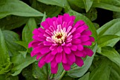 ZINNIA ELEGANS UPROAR ROSE