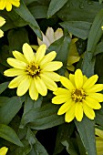 ZINNIA MARYLANDICA ZAHARA YELLOW