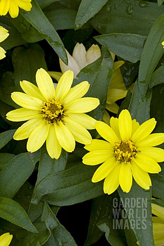 ZINNIA_MARYLANDICA_ZAHARA_YELLOW