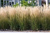 CALAMAGROSTIS ACUTIFLORA KARL FOERSTER