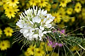 CLEOME HASSLERIANA