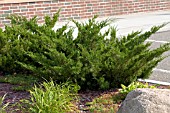 JUNIPERUS CHINENSIS SEA GREEN