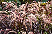 PENNISETUM SETACEUM RUBRUM