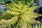 RHUS TYPHINA TIGER EYES