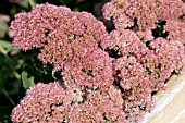 SEDUM AUTUMN JOY