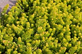 SEDUM RUPESTRE ANGELINA