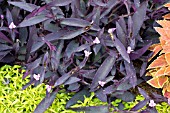 TRADESCANTIA PURPUREA