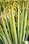 YUCCA FILIFERA GOLDEN SWORD