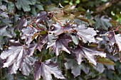 ACER PLATANOIDES ROYAL RED LEAVES