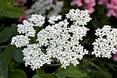 ACHILLEA MILLEFOLIUM SNOW SPORT