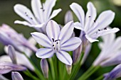 AGAPANTHUS AFRICANUS