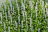 AGASTACHE BLUE FORTUNE