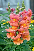 ANTIRRHINUM MAJUS LIBERTY BRONZE