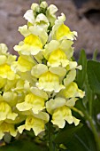 ANTIRRHINUM MAJUS LIBERTY YELLOW