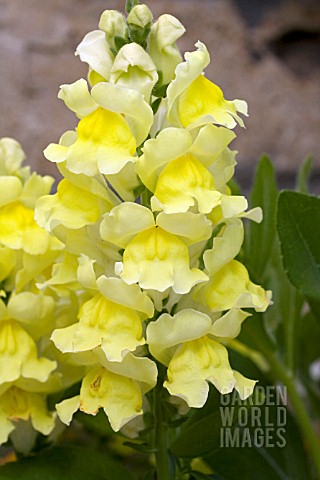 ANTIRRHINUM_MAJUS_LIBERTY_YELLOW