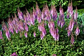 ASTILBE CHINENSIS PURPLE CANDLES, PURPURKERZE