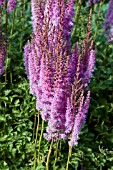 ASTILBE CHINENSIS PURPLE CANDLES ,PURPURKERZE