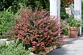 BERBERIS THUNBERGII ATROPURPUREA