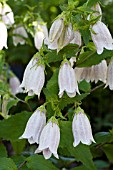 CAMPANULA TAKESIMANA