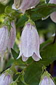 CAMPANULA TAKESIMANA