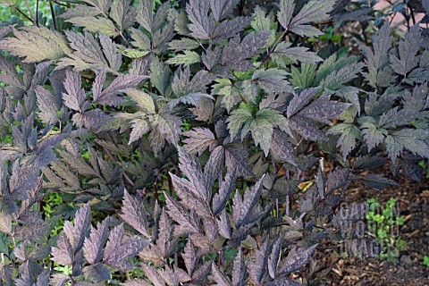BEP11435- CIMICIFUGA RACEMOSA 'HILLSIDE BLACK BEAUTY ...