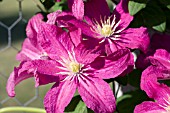 CLEMATIS BARBARA HARRINGTON