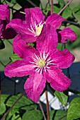 CLEMATIS BARBARA HARRINGTON