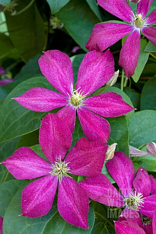 CLEMATIS_MME_EDOUARD_ANDRE