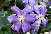 CLEMATIS PERLE DAZUR