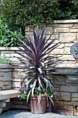 CORDYLINE BAUERI