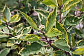 CORNUS ALBA GOUCHAULTII