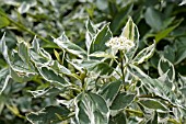 CORNUS SERICEA SILVER AND GOLD