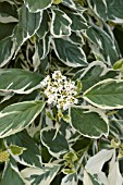 CORNUS SERICEA SILVER AND GOLD