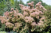 COTINUS COGGYGRIA