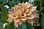 DAHLIA GLORIOSA