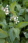 ERUCA VESICARIA SATIVA ASTRO ARUGULA