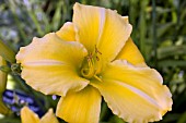 HEMEROCALLIS ATHENIAN SPLENDOR