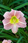 HEMEROCALLIS CORAL DIAMOND