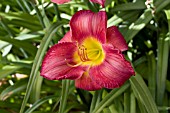 HEMEROCALLIS SCARLET ORBIT