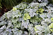 HEUCHERA GREEN SPICE