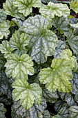 HEUCHERA GREEN SPICE