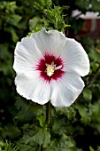 HIBISCUS SYRIACUS HELENE