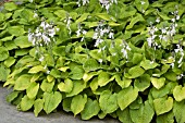 HOSTA AUGUST MOON