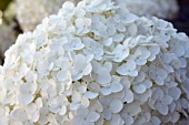 HYDRANGEA ARBORESCENS ANNABELLE