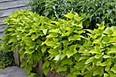 IPOMOEA BATATAS MARGARITA, (ORNAMENTAL SWEET POTATO MARGARITA)