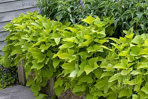 IPOMOEA_BATATAS_MARGARITA_ORNAMENTAL_SWEET_POTATO_MARGARITA