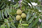 JUGLANS NIGRA BLACK WALNUT