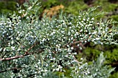 JUNIPERUS VIRGINIANA GREY OWL (WITH BERRIES)