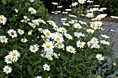 LEUCANTHEMUM SUPERBUM BECKY