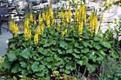 LIGULARIA LITTLE ROCKET